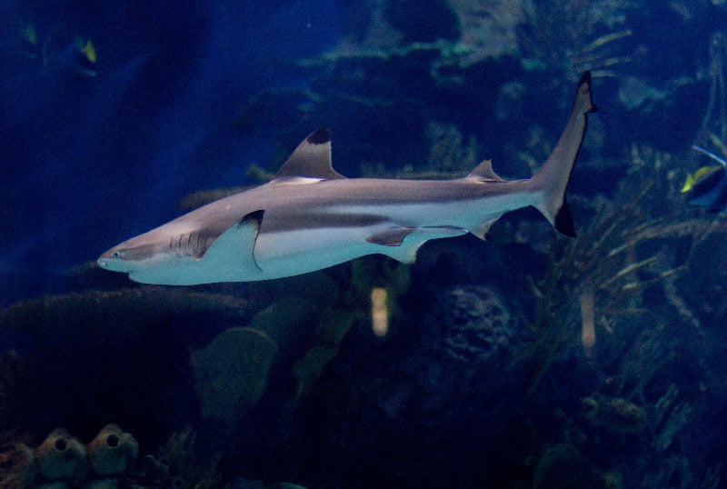 Resultado de imagen para animales en el mar rojo