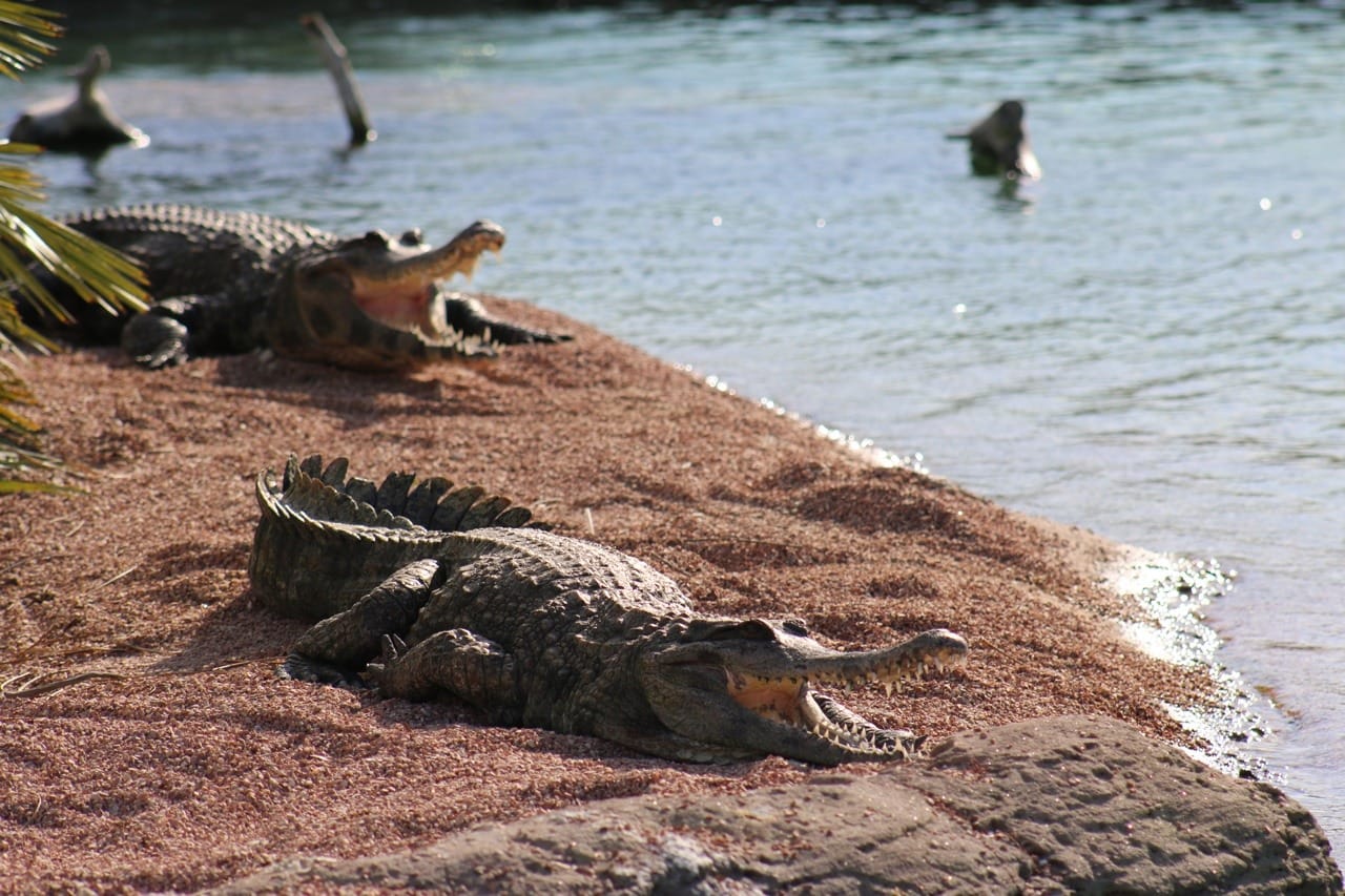 Cocodrilario - Oceanogràfic de València