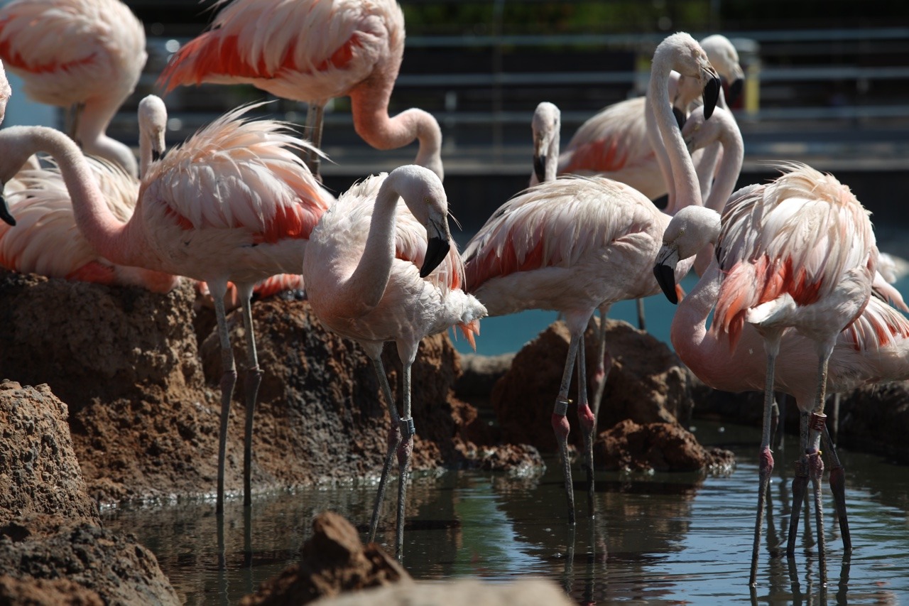 Flamingos - Oceanogràfic de València