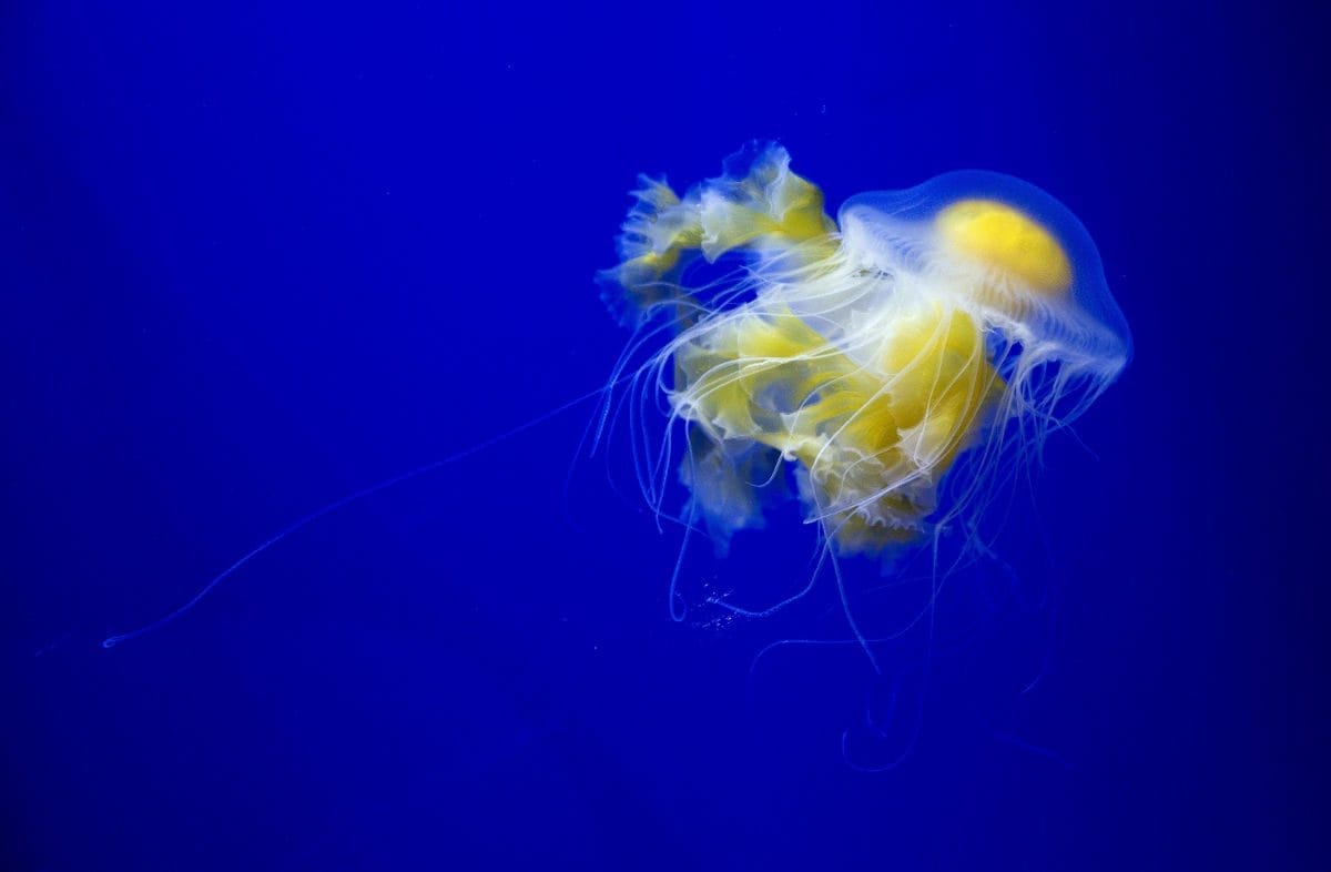 Fried Egg Jellyfish Oceanogr fic De Val ncia