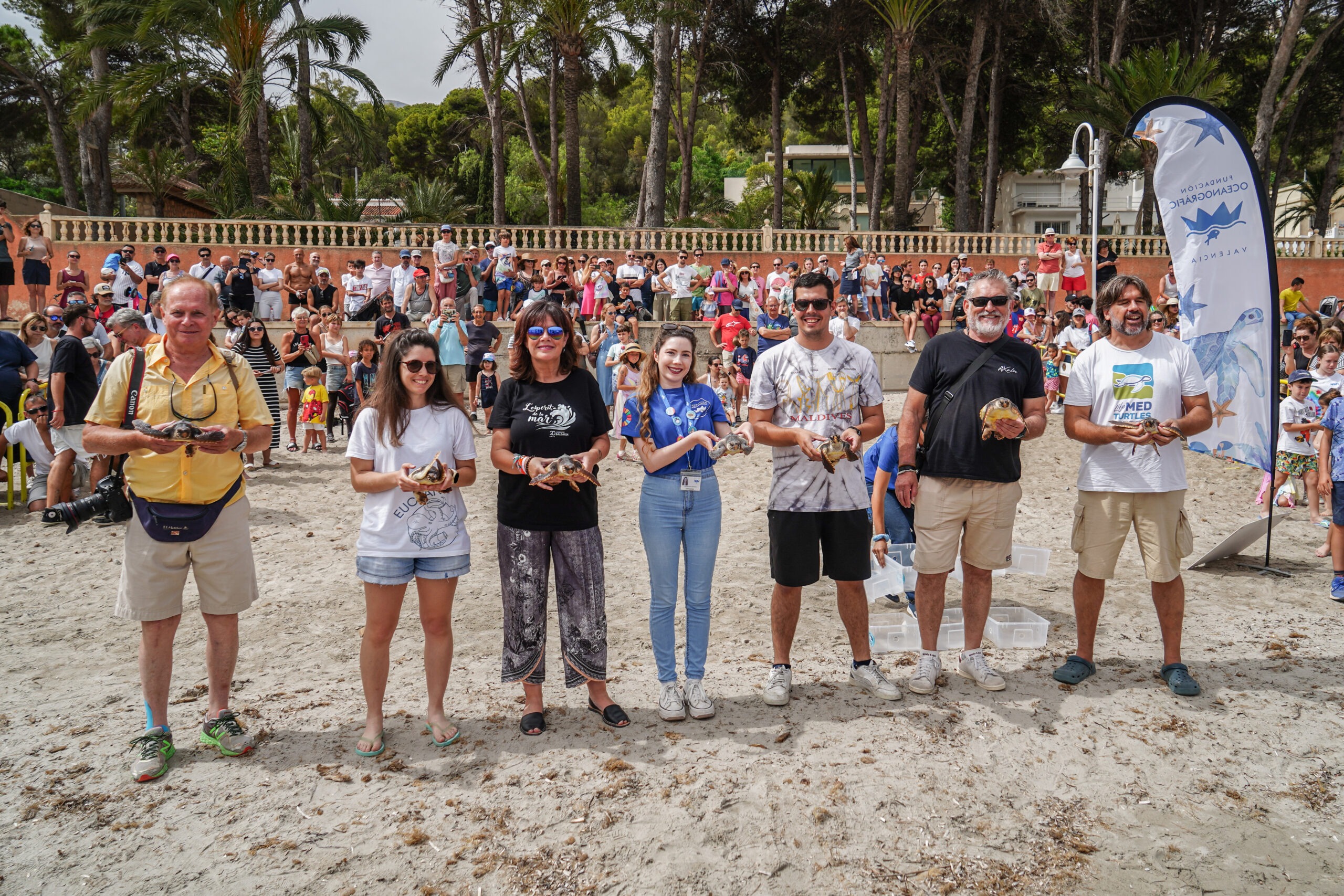 Siete tortugas nacidas de un nido de Dénia el pasado verano ya están en el  mar - Oceanogràfic de València