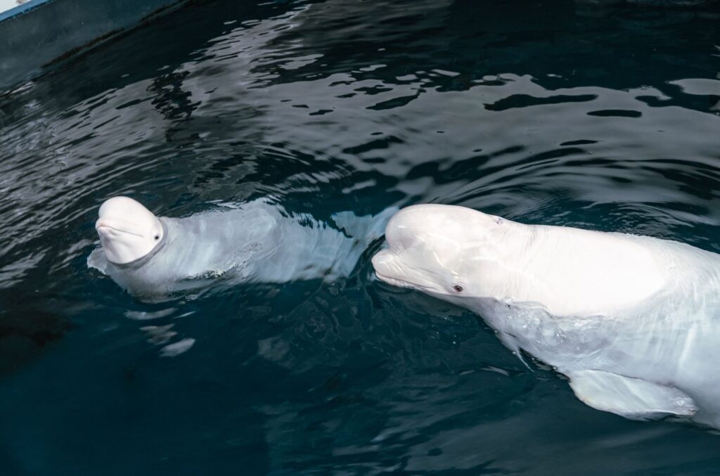 Plombir y Miranda, las dos belugas rescatadas de Ucrania
